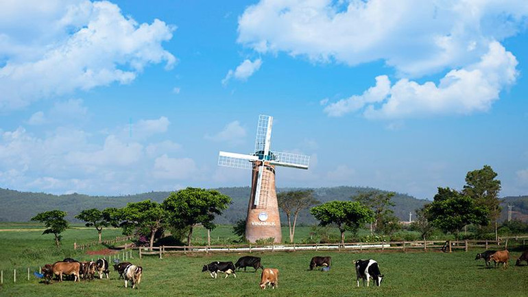 Trang trại bò sữa Vinamilk Organic Đà Lạt.