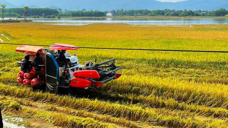 Phương tiện cơ giới thu hoạch lúa chín ở huyện Nông Cống, tỉnh Thanh Hóa.
