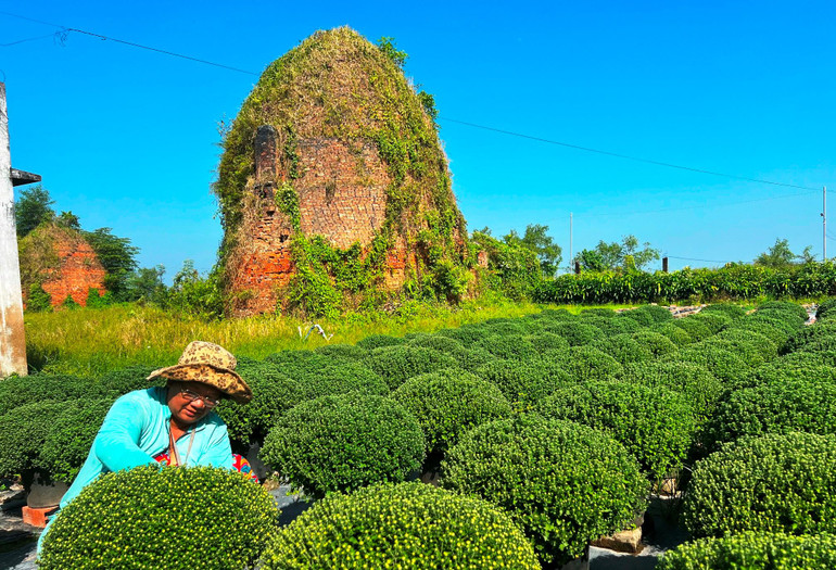 Người dân ấp Lân Tây (xã Phú Sơn) chăm sóc hoa cúc mâm xôi cung ứng cho thị trường Tết.
