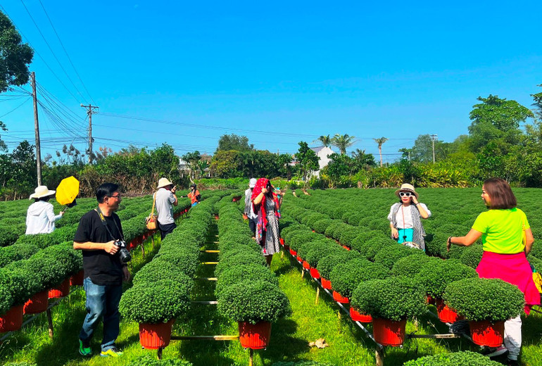 Mùa sản xuất hoa Tết thu hút khá đông khách du lịch đến tham quan, chụp ảnh.