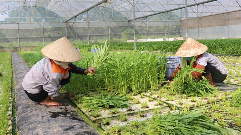 Mô hình nông nghiệp công nghệ cao của Nguyễn Thị Trâm, xã Minh Tân, huyện Lương Tài, tỉnh Bắc Ninh tạo công ăn việc làm cho hàng chục lao động địa phương.