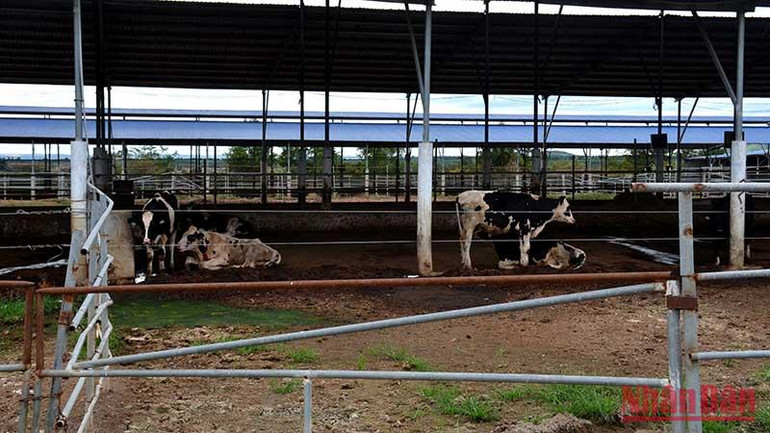 Vài con bò thịt trong trang trại được một công ty khác thuê chuồng để nuôi.