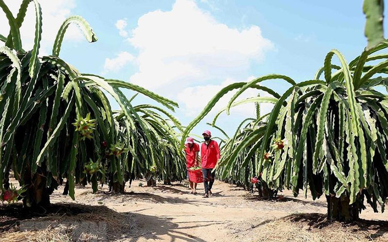 Tiền Giang đã và đang đẩy mạnh việc chuyển đổi cơ cấu cây trồng, trong đó, tập trung vào phát triển cây ăn trái. (Ảnh: Vũ Sinh/TTXVN)