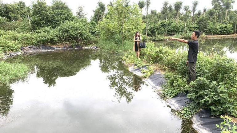 Một hồ chứa nước thải từ trang trại chăn nuôi heo nái quy mô lớn của ông Huỳnh Tấn Khánh ở xã Ea Uy.