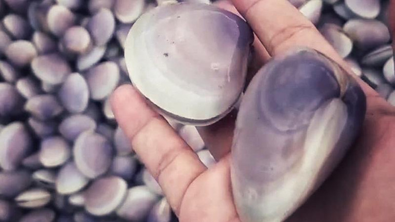 Đây là loại ngao giấy, có kích thước to hơn ngao nuôi trồng.