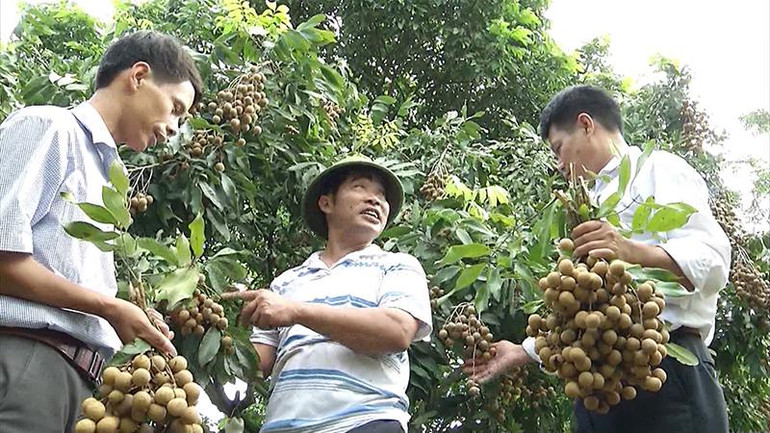 Trồng nhãn trái vụ, cho hiệu quả kinh tế cao ở Mộc Nam, Duy Tiên.