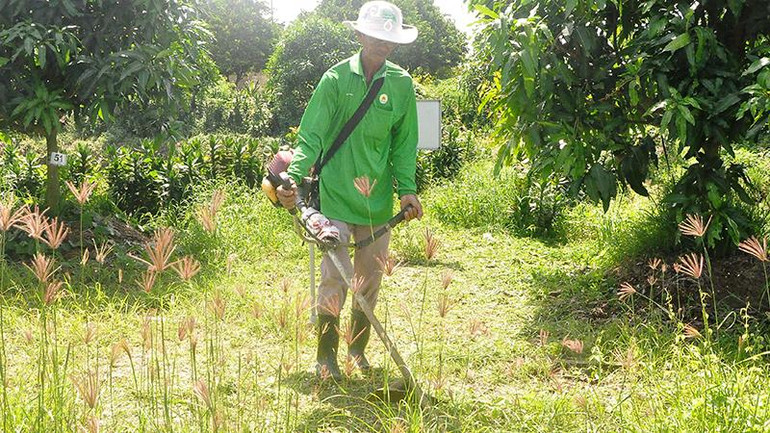 Người dân xã Long Định, huyện Châu Thành (Tiền Giang) dùng máy cắt cỏ trong vườn cây ăn trái.