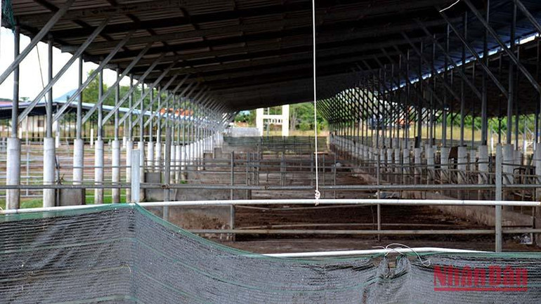 Các chuồng nuôi bò trống không.