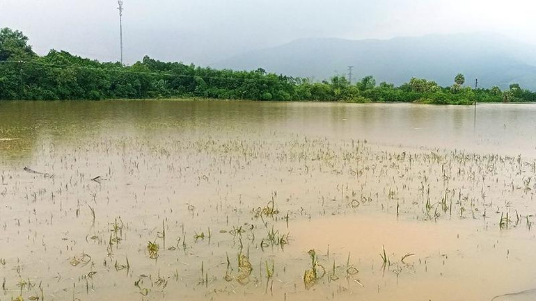 Diện tích lúa ở huyện Nông Cống bị ngập.