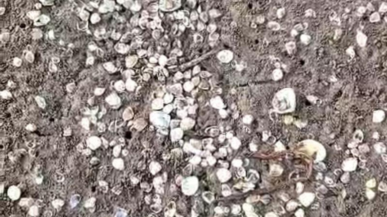 Ngao nổi trên bãi, há miệng do sốc dầu. (Ảnh người dân cung cấp)