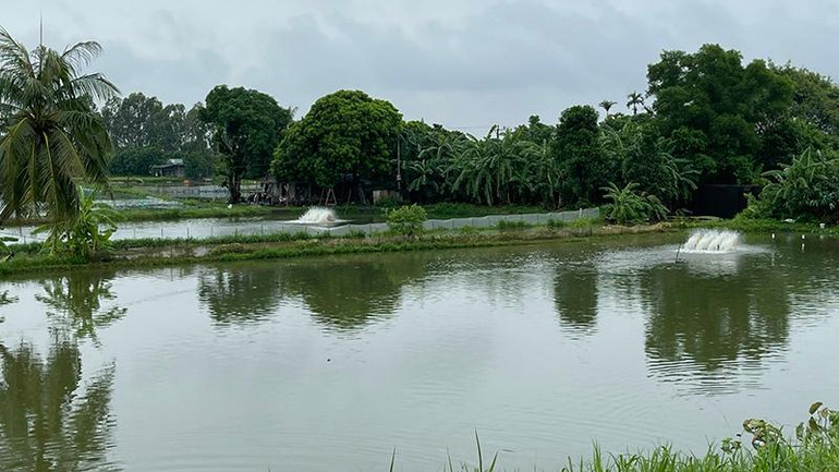 Nhiều khu vực nuôi trồng thủy sản bị ngập ở huyện Tứ Kỳ phải tổ chức tiêu úng.