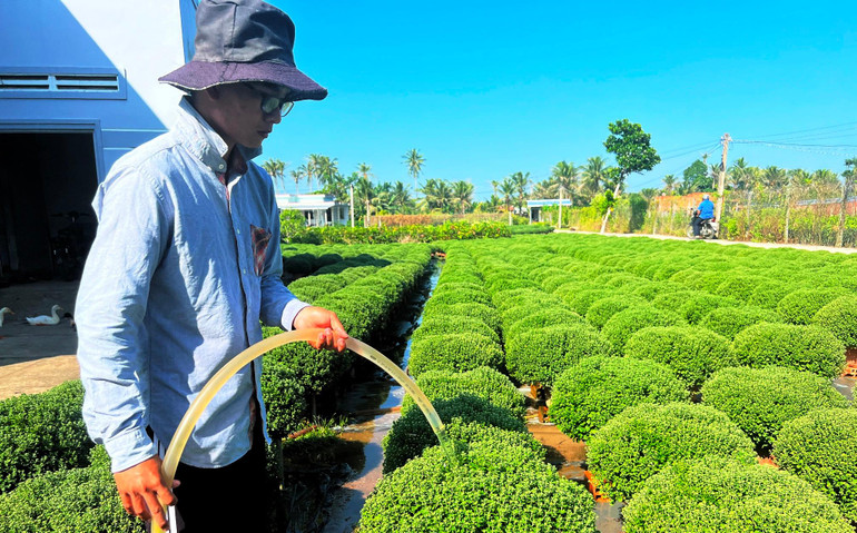 Người dân ấp Lân Tây (xã Phú Sơn) chăm sóc hoa cúc mâm xôi cung ứng cho thị trường Tết.