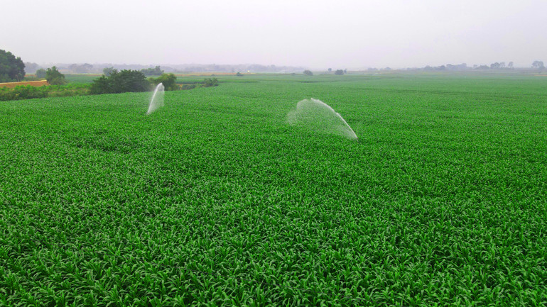 Các cánh đồng cỏ, bắp xanh tươi bạt ngàn được chăm sóc với nguồn phân bón từ chất thải đàn bò đã qua xử lý Biogas.