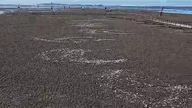 Bãi nuôi ngao của các hộ dân ở xã Thái Đô (huyện Thái Thụy, tỉnh Thái Bình), ngao bắt đầu ngoi lên nổi trắng, thiệt hại chưa thể tính toán được. (Ảnh người dân cung cấp)