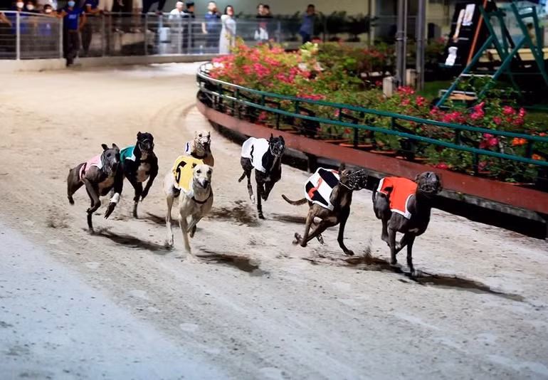 Màn so tài hấp dẫn giữa các chú chó đua tại Trường đua chó Greyhound, thành phố Vũng Tàu, tỉnh Bà Rịa-Vũng Tàu. (Ảnh: Hồng Đạt/TTXVN)