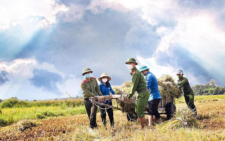 Đoàn viên, thanh niên công an hỗ trợ nông nhân thu hoạch lúa trước mùa bão.