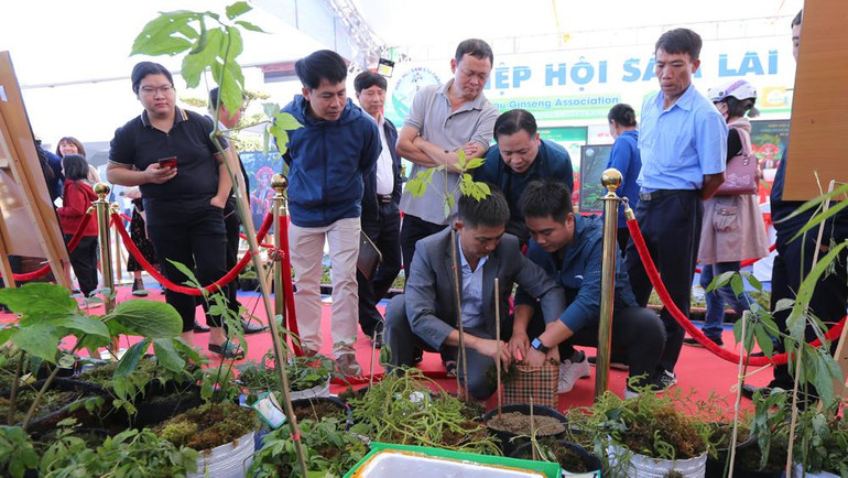 Hội chợ sâm Lai Châu 2022 thu hút sự quan tâm của đông đảo chuyên gia, nhà khoa học, doanh nghiệp, người dân trong cả nước. Hội chợ sâm Lai Châu 2022 thu hút sự quan tâm của đông đảo chuyên gia, nhà khoa học, doanh nghiệp, người dân trong cả nước.