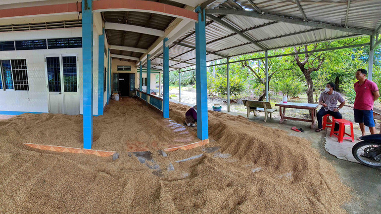 Gia đình ông Nguyễn Văn Lâm (ấp Phước Hoà, xã Biển Bạch Đông) tận dụng mọi mái che quanh nhà làm sân phơi lúa nhưng lúa vẫn bị ẩm vì thiếu nắng.