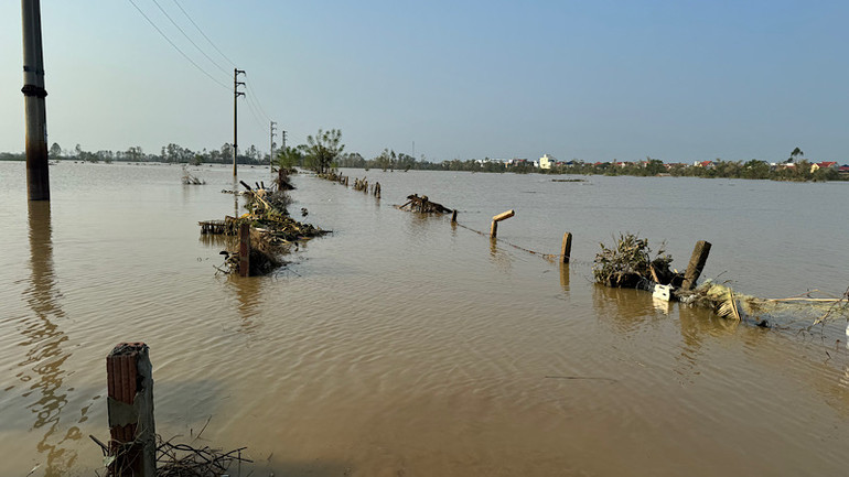Nhiều hoa màu của người dân Bắc Ninh bị ngập sâu trong bão lũ.