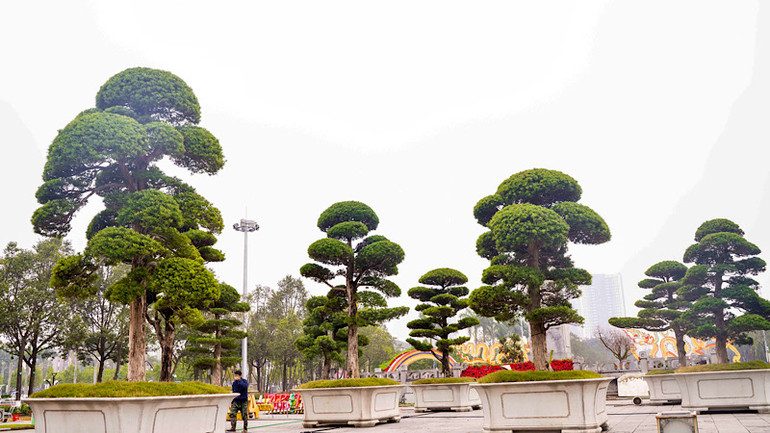 Những gốc tùng cổ thụ cũng là một điểm nhấn đáng chú ý tại Đường hoa.