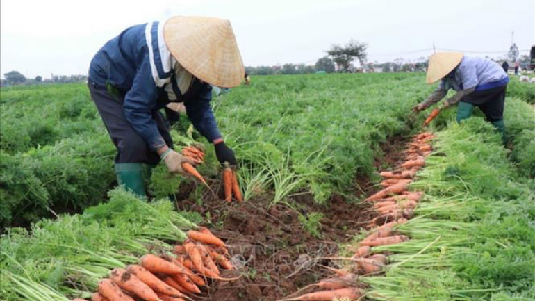 Thu hoạch cà rốt tại huyện Gia Bình.