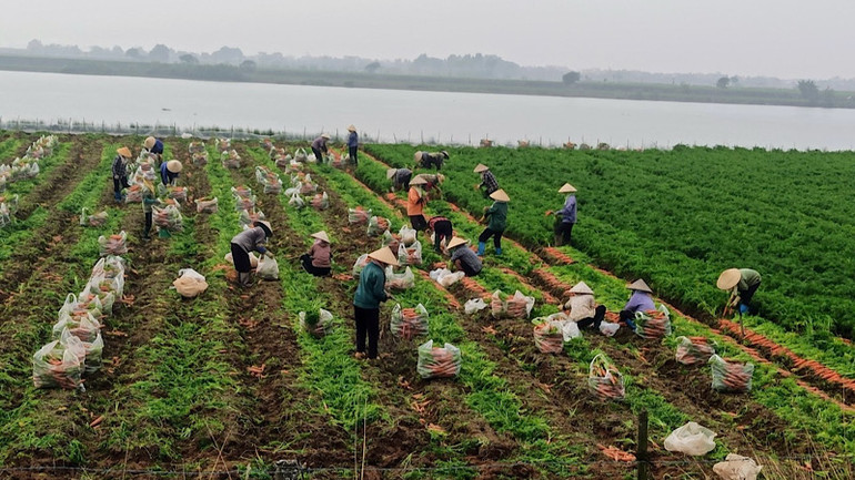 Nhiều diện tích cà rốt tại Bắc Ninh được bà con tận dụng trồng trên đất bãi.