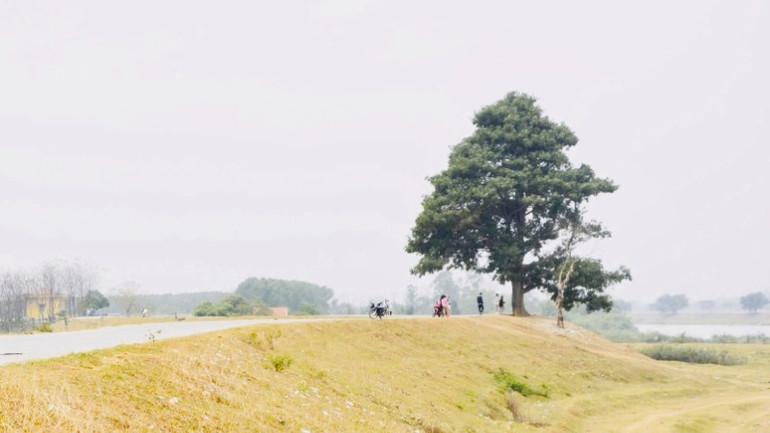 Cây cô đơn sẽ là một điểm check-in mới của du khách trong tour tham quan miễn phí cuối tuần tại Bắc Ninh.