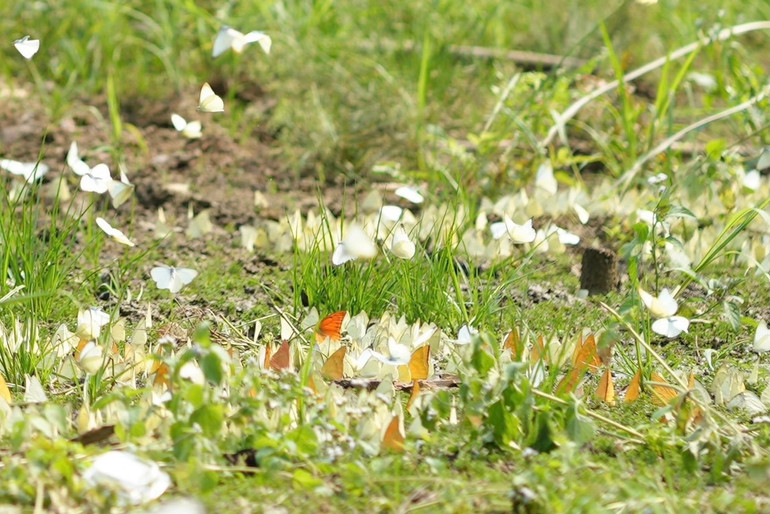 Rừng Cúc Phương có chủ yếu là bướm trắng, bên cạnh đó cũng có các loài bướm rừng như bướm phượng, bướm khế,…