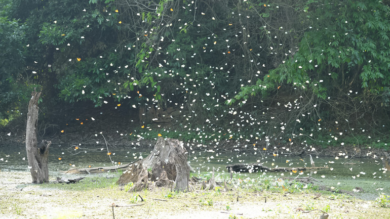 Không chỉ là đơn vị bảo tồn thiên nhiên đầu tiên của Việt Nam với cảnh quan thiên nhiên độc đáo, sự đa dạng về hệ sinh thái động thực vật, các giá trị văn hóa, lịch sử, dạo gần đây Vườn quốc gia Cúc Phương được nhiều người biết đến với hình ảnh hàng nghìn cánh bướm bay rợp trời.