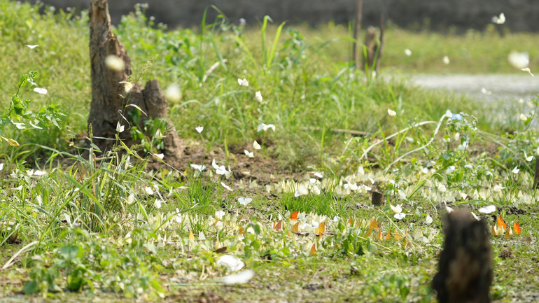 Từ sáng sớm, những con bướm thuộc nhiều loài, đủ màu sắc đã rủ nhau về đậu tạo ra khung cảnh rực rỡ.