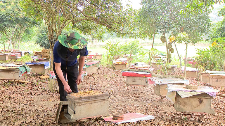 Người dân xã Thái Bình nuôi ong liên kết với hơp tác xã nuôi ong Phong Thổ.