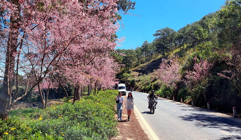 Cung đường Trần Hưng Đạo qua Hùng Vương đến xã Xuân Thọ, TP Đà Lạt rợp bóng hoa tím.