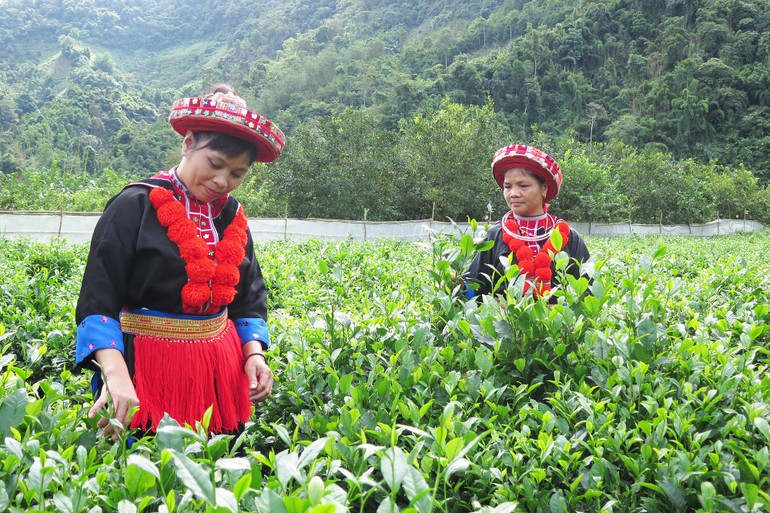 Một góc thôn Phiêng An, xã Quang Thuận, huyện Bạch Thông. Ảnh: THU TRANG.