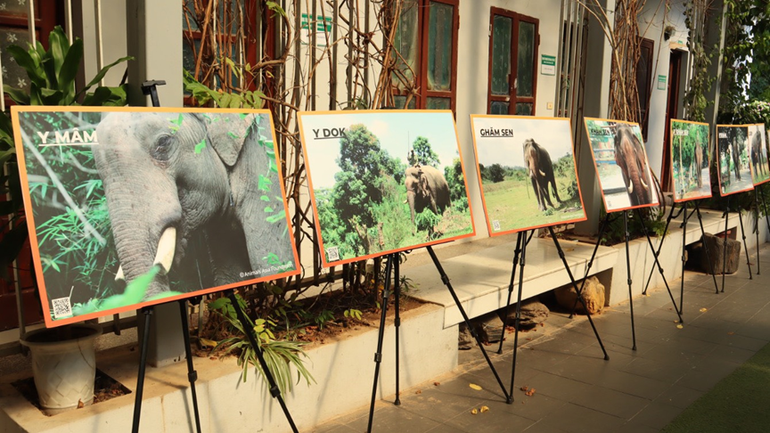 Những cá thể voi được đưa về với thiên nhiên trong nhiều năm qua.