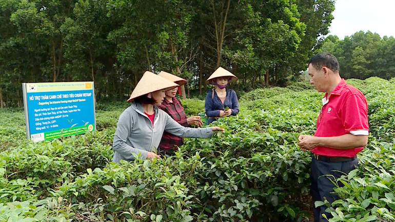 Hiện tại, tỉnh Tuyên Quang có gần 120 liên kết sản xuất theo chuỗi giá trị.