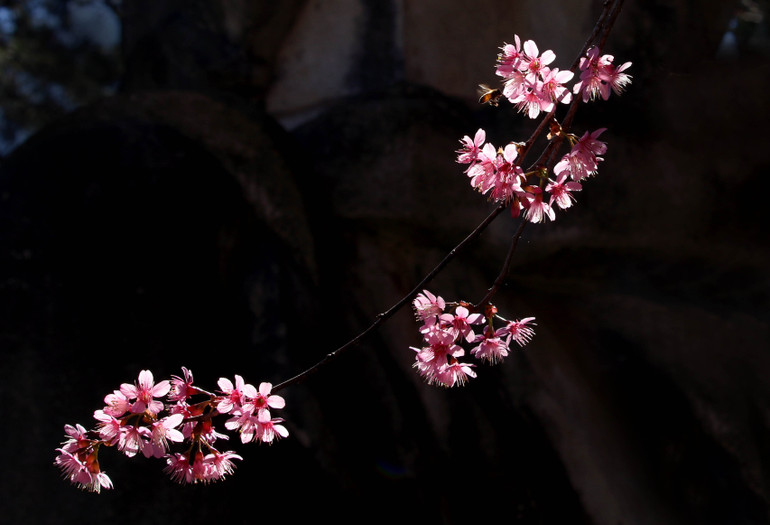 Có lẽ vì điều đó, nên loài hoa “vừa đào, vừa mai” này được gọi tên là mai anh đào.