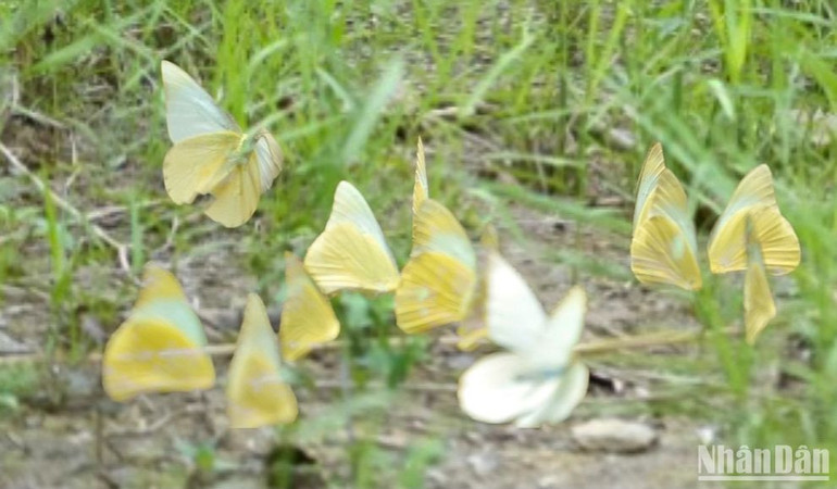 Vào những ngày nắng đẹp, những chú bướm thi nhau khoe sắc khiến Cúc Phương thêm lung linh, huyền ảo.