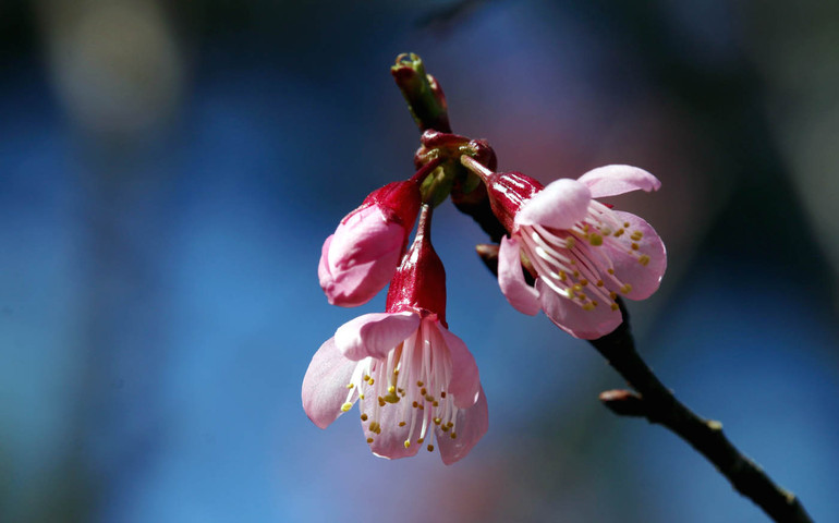 Mai anh đào thuộc giống đào mận, nhưng có hoa đơn năm cánh giống hoa mai.