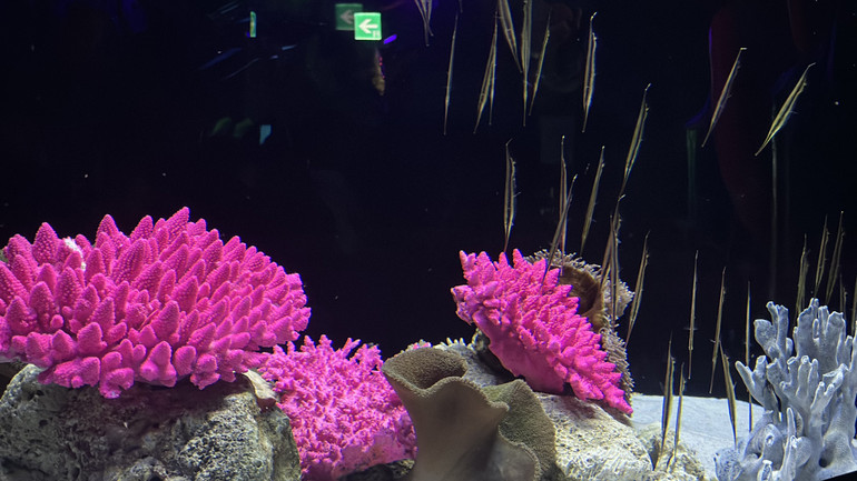 Nhiều loài sinh vật đã quen thuộc với người xem.