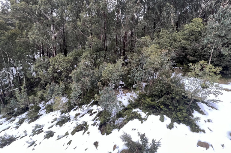 Tuyết trắng phủ lên những tán cây ven đường. Tuyết trắng phủ lên những tán cây ven đường.