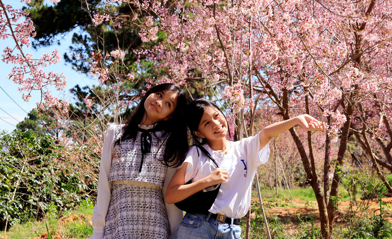 Du khách dưới bóng hoa mai anh đào.