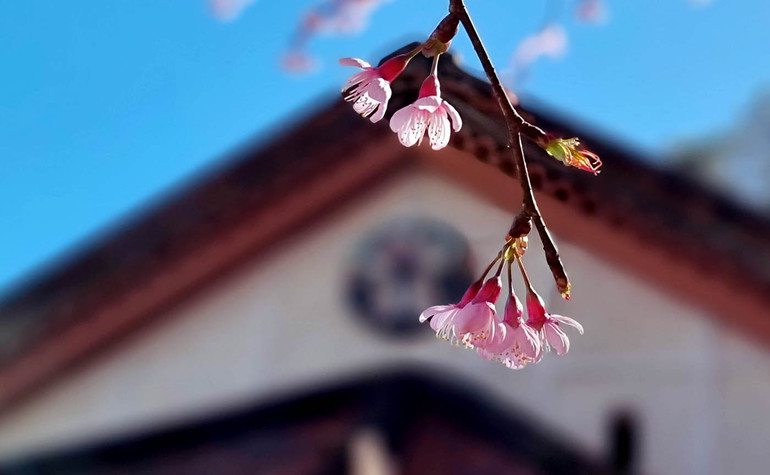 Nụ hoa hé nở chờ nắng xuân.