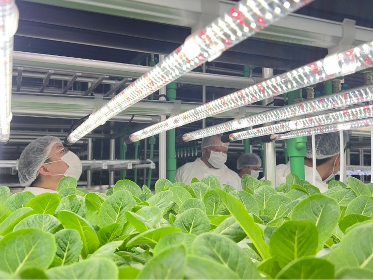 Rau được trồng trong nhà kính theo công nghệ hiện đại và đúng quy trình sẽ cho năng suất vượt trội. (AGRITECHNICA ASIA)