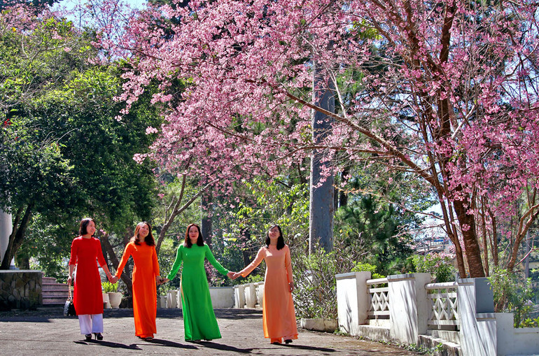 Người dân Đà Lạt tận hưởng vẻ đẹp của mai anh đào.