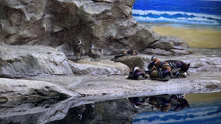 Ngắm các sinh vật với góc nhìn bao quát.