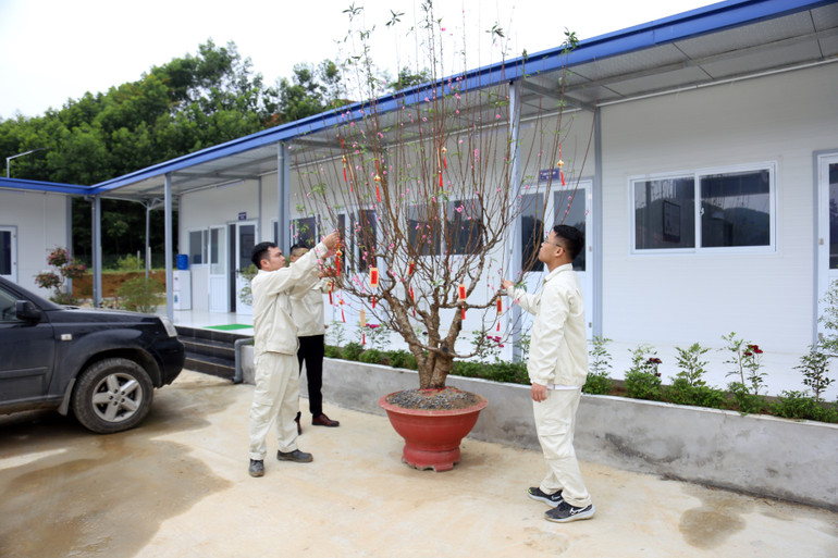 Cán bộ Công ty cổ phần Tập đoàn Đèo Cả chăm sóc cây đào tại Ban điều hành dự án trong những ngày Tết.