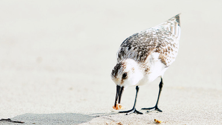 Rẽ cổ xám không có ngón chân sau.