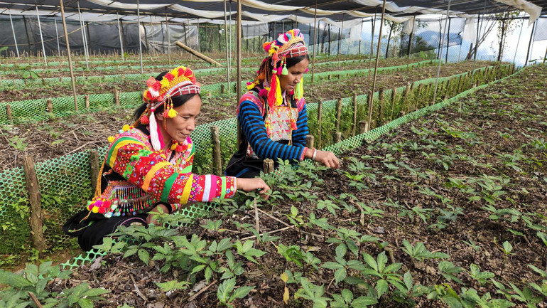 Hơn 40 hộ dân La Hủ của bản Sín Chải B tham gia trồng cây sâm Lai Châu (còn gọi là tam thất).