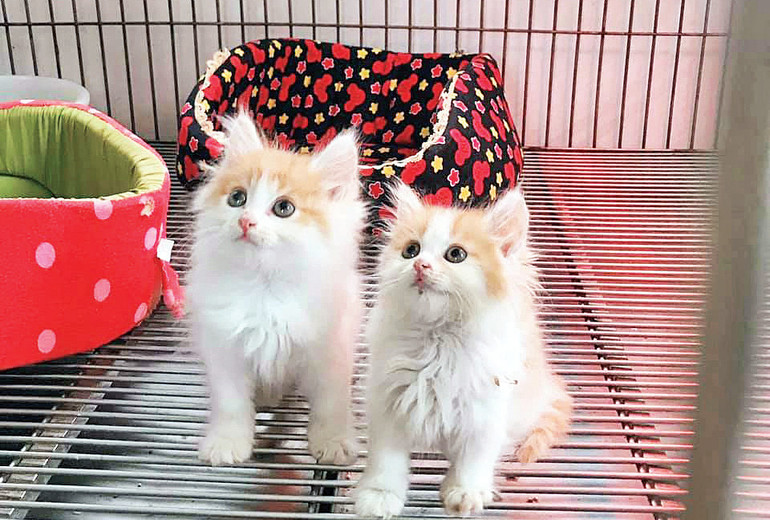 Các vị khách trọ đặc biệt của nhà thơ Nguyễn Bảo Sinh.