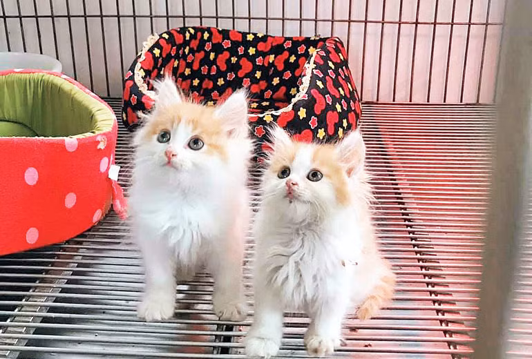 Các vị khách trọ đặc biệt của nhà thơ Nguyễn Bảo Sinh.